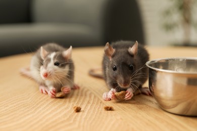 Photo of Adorable little rats eating food on wooden surface indoors