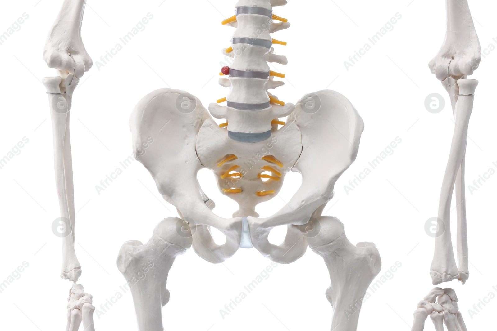 Photo of Artificial human skeleton model isolated on white, closeup