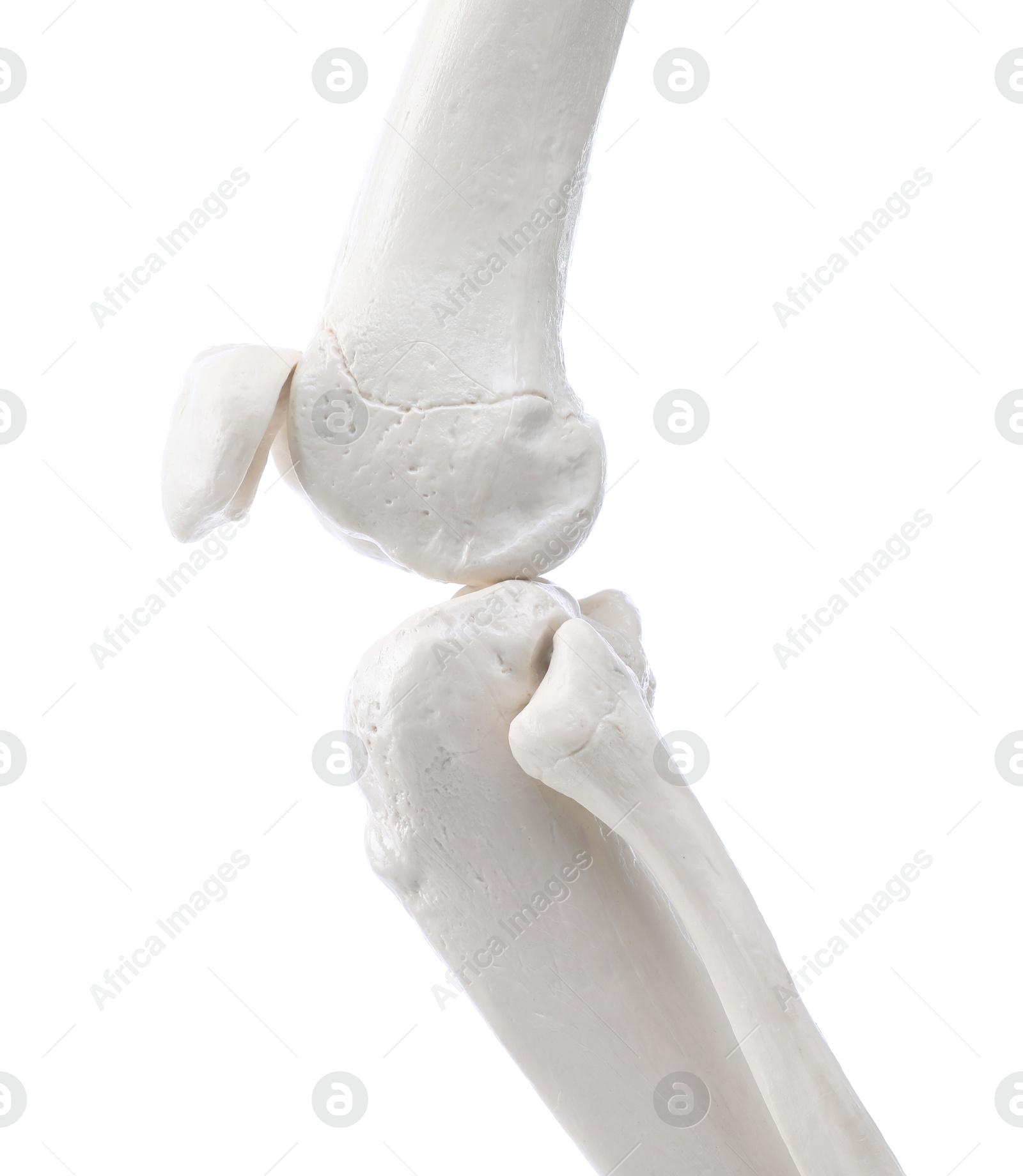 Photo of Artificial human skeleton model isolated on white, closeup