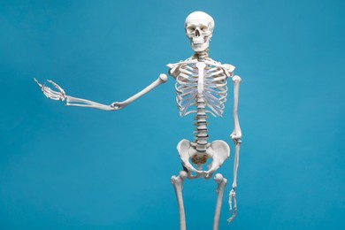 Photo of Artificial human skeleton model on light blue background