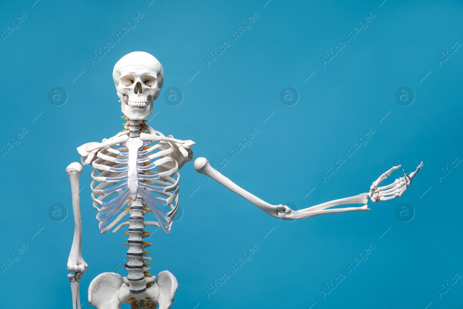 Photo of Artificial human skeleton model on light blue background