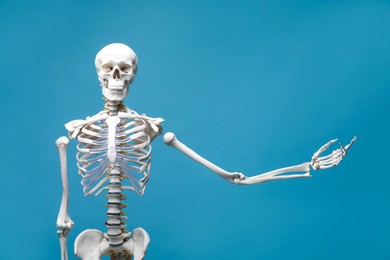 Artificial human skeleton model on light blue background