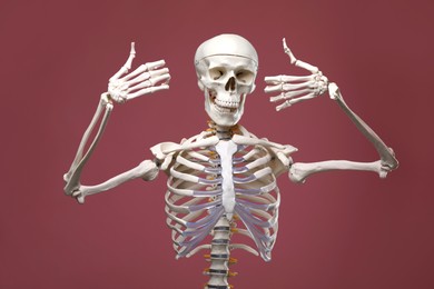 Photo of Artificial human skeleton model on color background