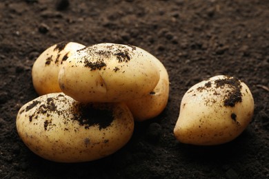 Many raw potatoes on soil, closeup. Root vegetable