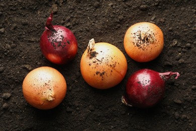 Photo of Fresh raw onions on soil, top view. Root vegetable