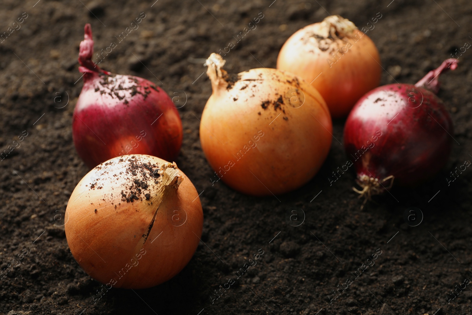 Photo of Fresh raw onions on soil, closeup. Root vegetable