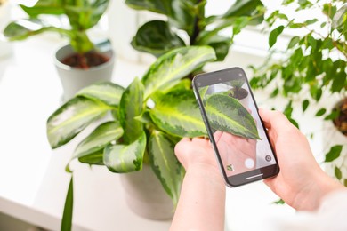 Woman using houseplant recognition application on smartphone indoors, closeup