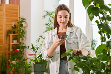 Woman using houseplant recognition application on smartphone indoors