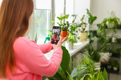 Woman using houseplant recognition application on smartphone indoors, closeup