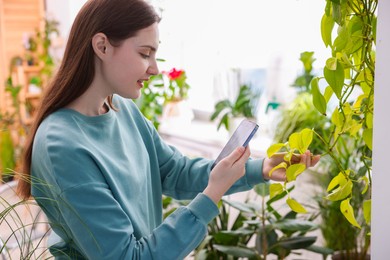 Woman using houseplant recognition application on smartphone indoors