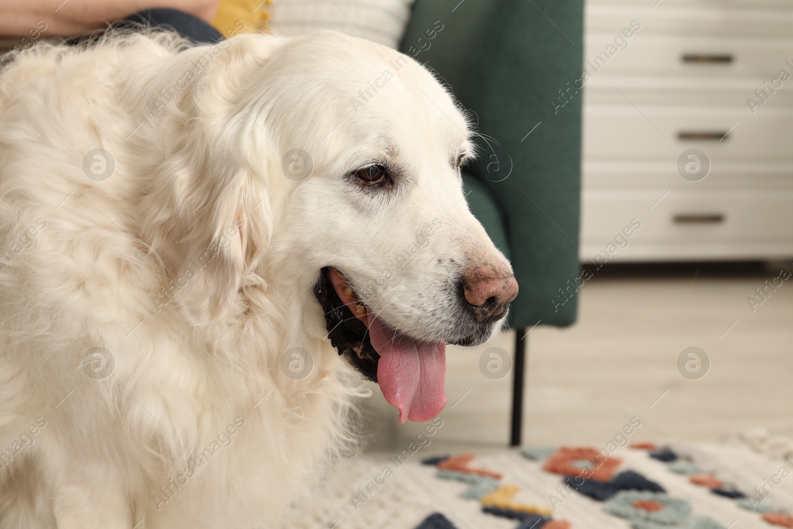 Cute Golden Retriever dog on floor at home, space for text Photo of Cute Golden Retriever dog on floor at home, space for text