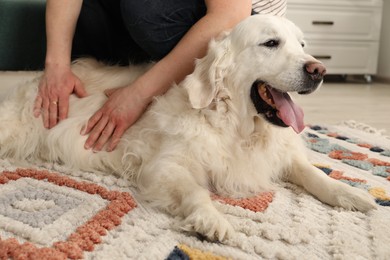 Owner and her cute Golden Retriever dog at home, closeup