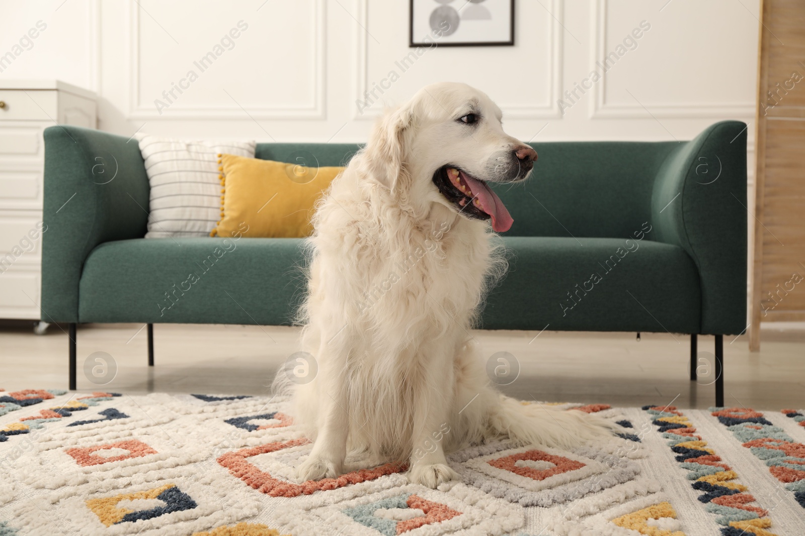 Cute Golden Retriever dog on floor at home Photo of Cute Golden Retriever dog on floor at home