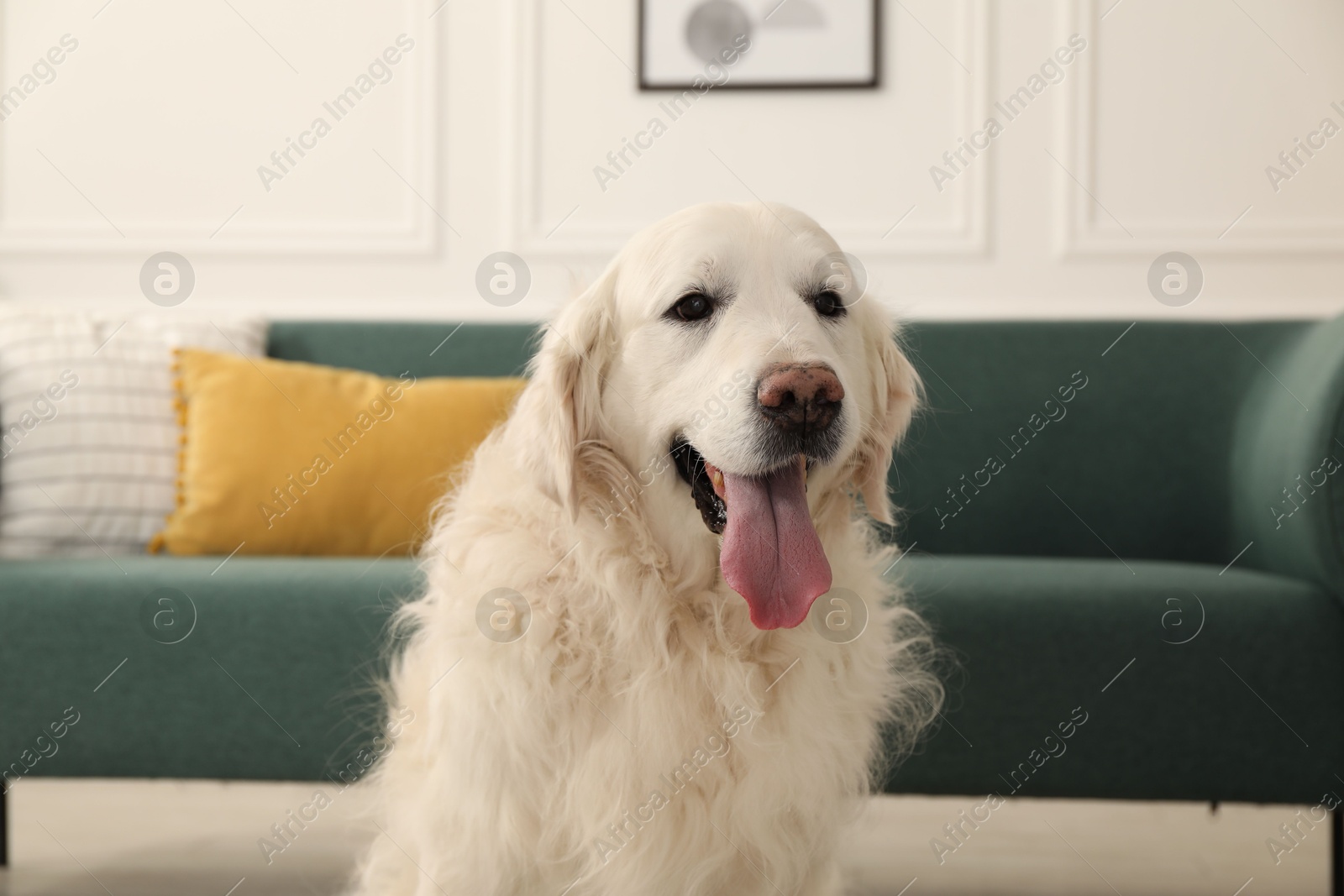 Photo of Cute Golden Retriever dog at home. Lovely pet