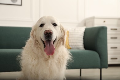 Photo of Cute Golden Retriever dog at home, space for text