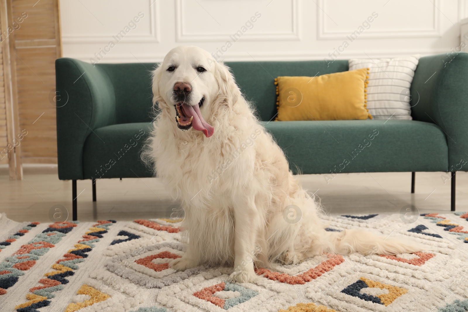 Photo of Cute Golden Retriever dog on floor at home