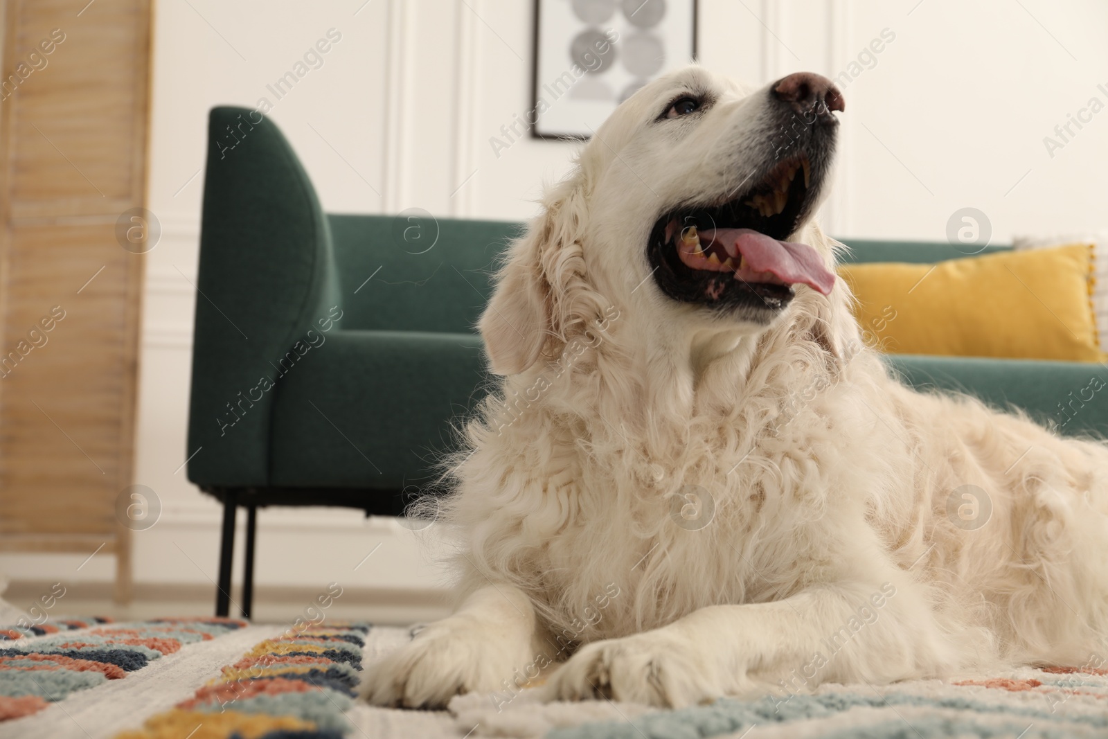 Cute Golden Retriever dog on floor at home, space for text Photo of Cute Golden Retriever dog on floor at home, space for text