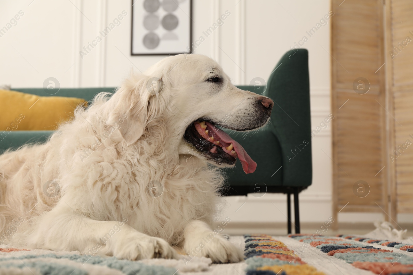 Cute Golden Retriever dog on floor at home, space for text Photo of Cute Golden Retriever dog on floor at home, space for text