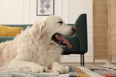 Photo of Cute Golden Retriever dog on floor at home, space for text