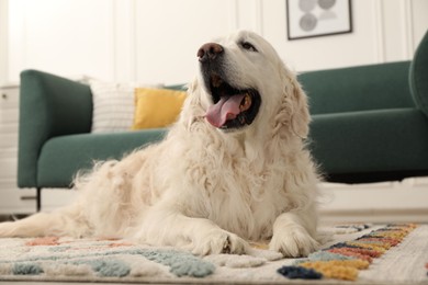 Cute Golden Retriever dog on floor at home