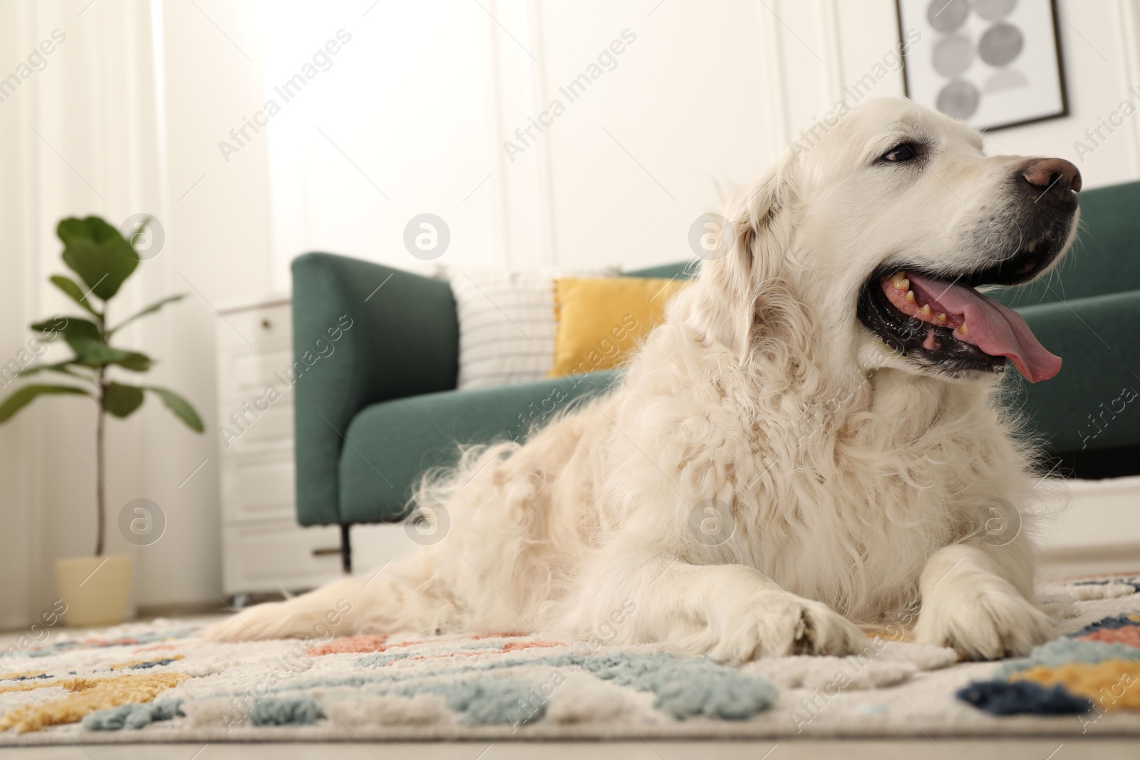Cute Golden Retriever dog on floor at home, space for text Photo of Cute Golden Retriever dog on floor at home, space for text