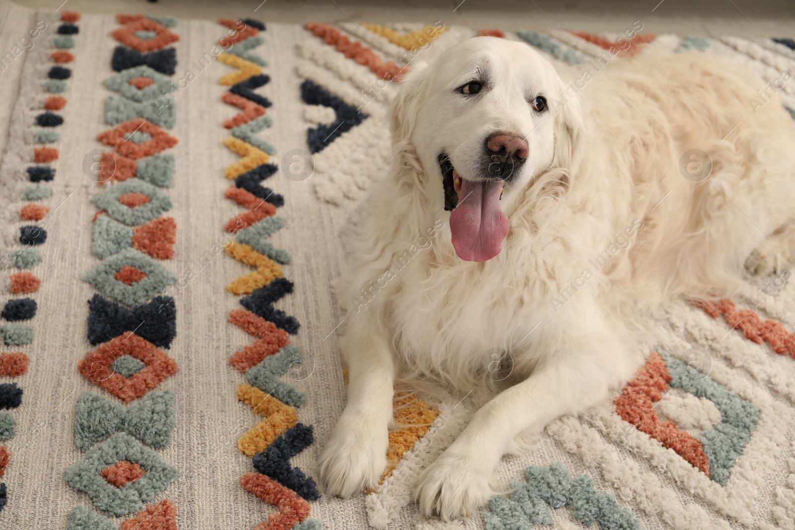 Cute Golden Retriever dog on floor at home, space for text Photo of Cute Golden Retriever dog on floor at home, space for text