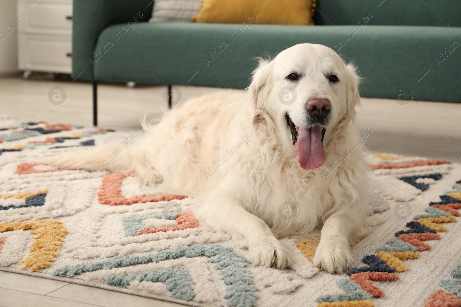 Cute Golden Retriever dog on floor at home, space for text Photo of Cute Golden Retriever dog on floor at home, space for text