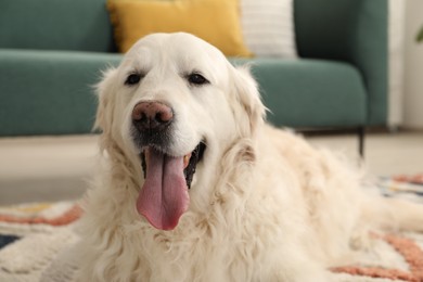 Cute Golden Retriever dog on floor at home