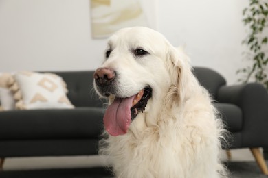 Photo of Cute Golden Retriever dog at home, space for text