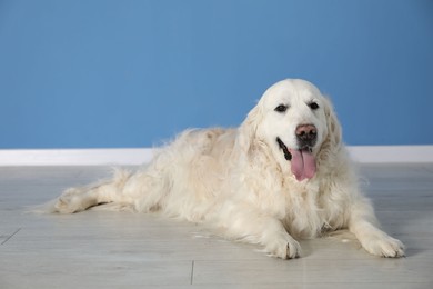 Photo of Cute Golden Retriever dog on floor near blue wall indoors, space for text