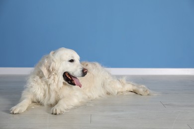 Photo of Cute Golden Retriever dog on floor near blue wall indoors, space for text