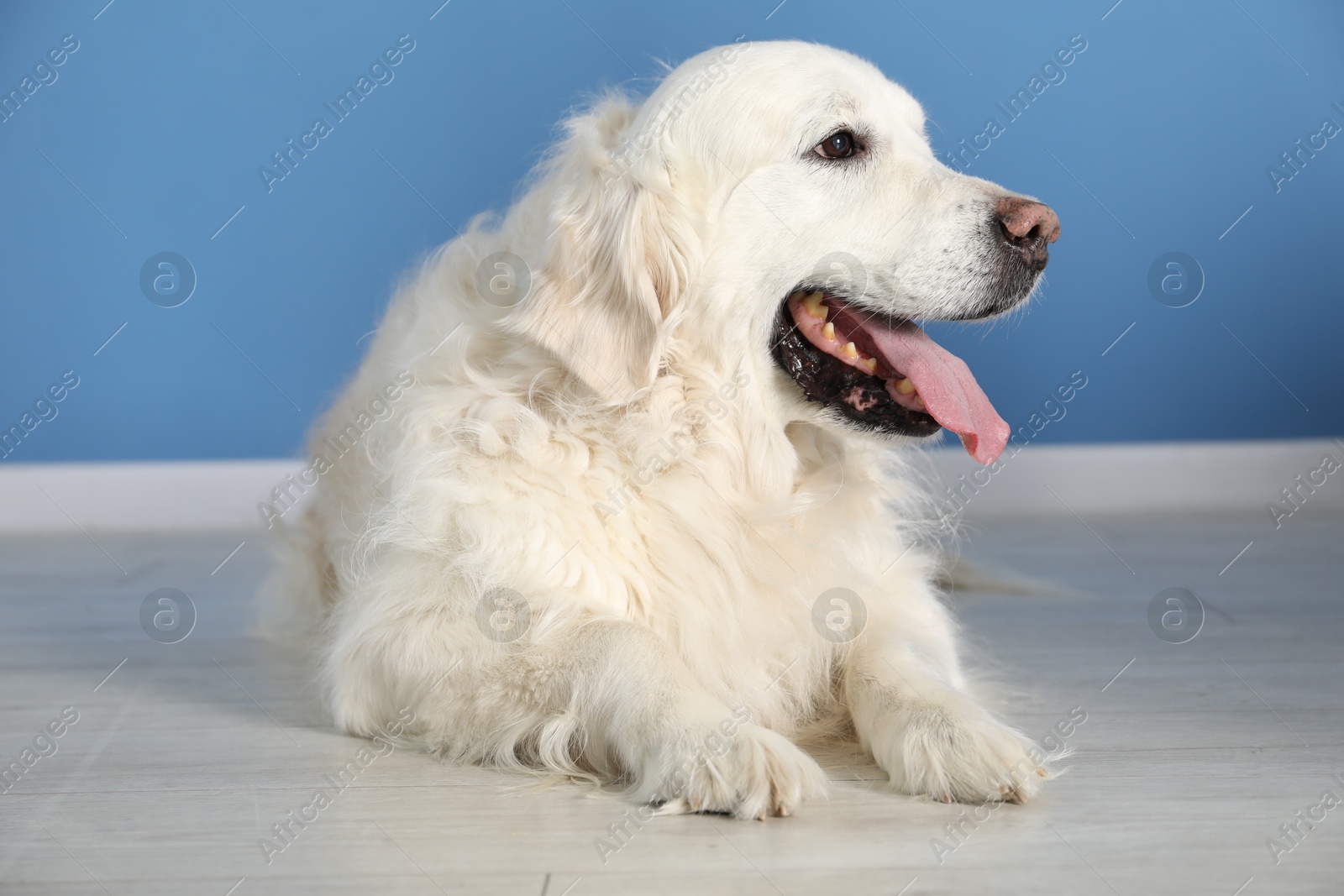 Cute Golden Retriever dog on floor near blue wall indoors Photo of Cute Golden Retriever dog on floor near blue wall indoors