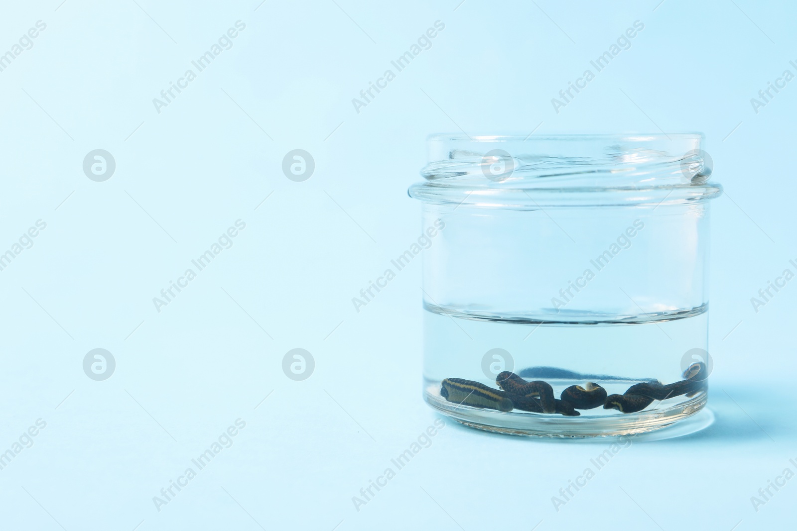 Photo of Medicinal leeches in glass jar on light blue background, space for text