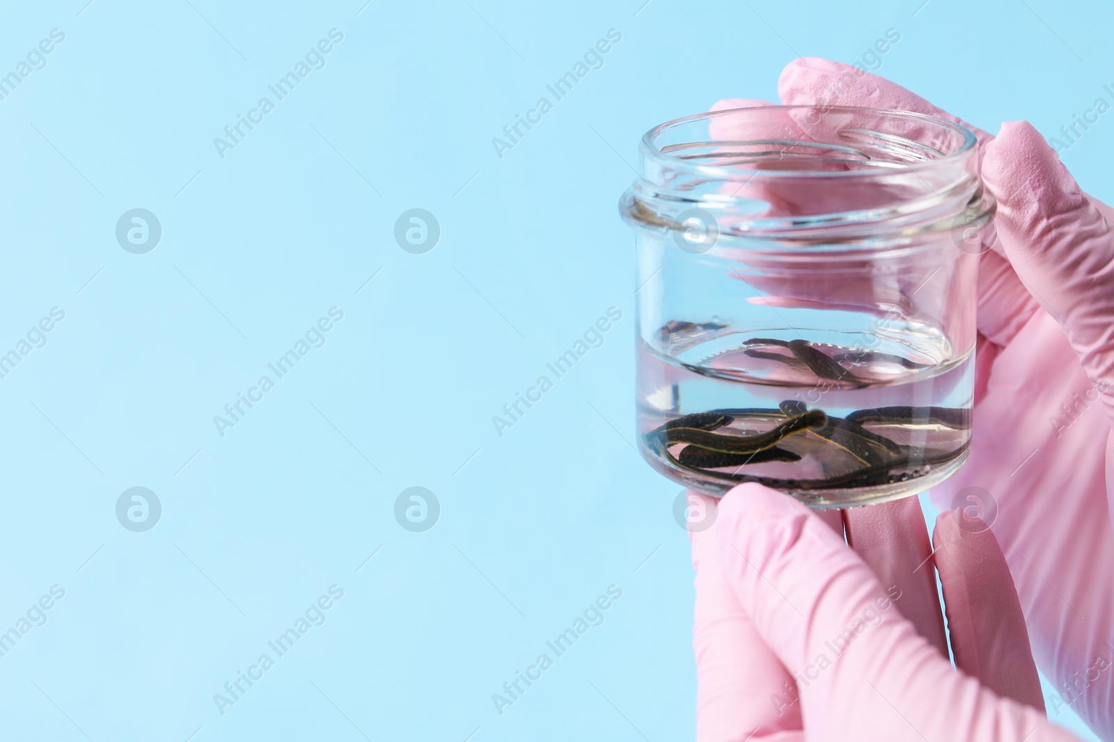 Photo of Woman holding glass jar with medicinal leeches on light blue background, closeup. Space for text