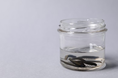 Photo of Medicinal leeches in glass jar on gray background, space for text