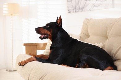 Photo of Adorable Doberman resting on sofa at home