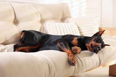 Photo of Adorable Doberman resting on sofa at home