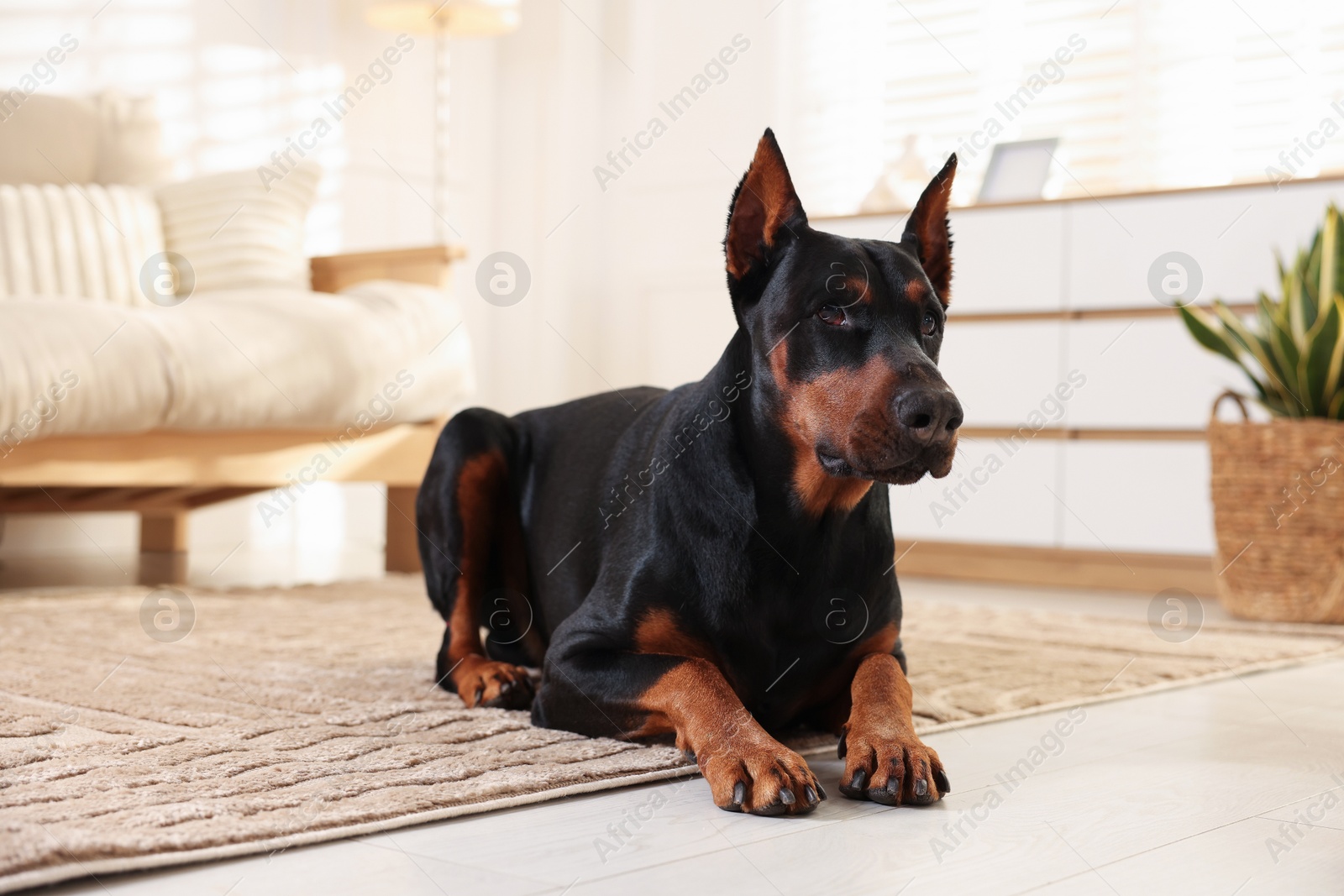 Adorable Doberman on floor at home. Domestic pet Photo of Adorable Doberman on floor at home. Domestic pet