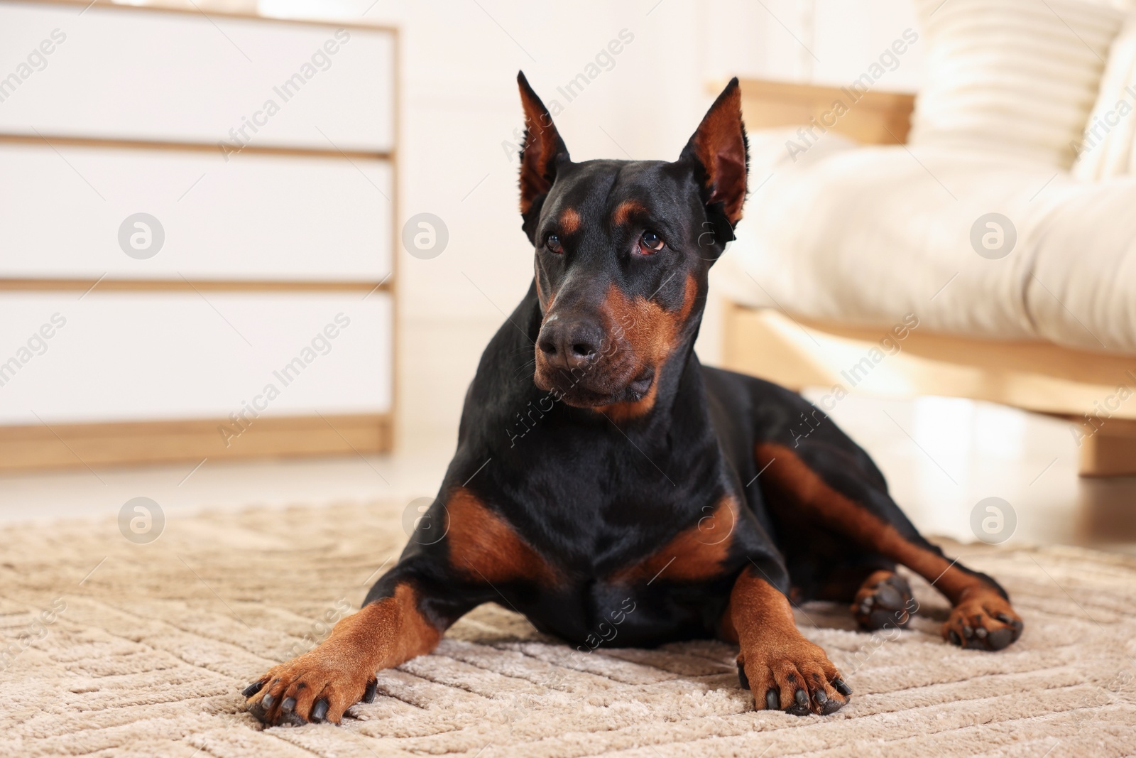 Adorable Doberman on floor at home. Domestic pet Photo of Adorable Doberman on floor at home. Domestic pet
