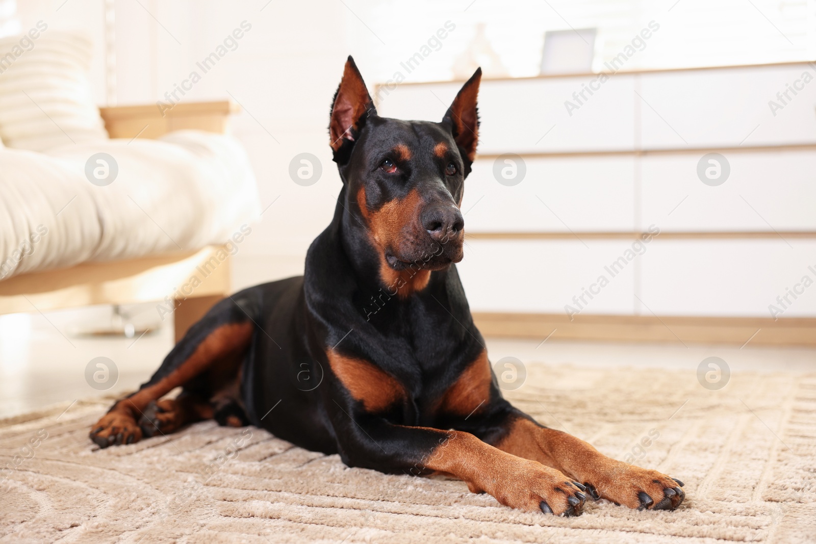 Adorable Doberman on floor at home. Domestic pet Photo of Adorable Doberman on floor at home. Domestic pet