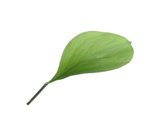 Photo of One fresh green Ruscus leaf isolated on white