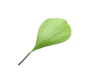 Photo of One fresh green Ruscus leaf isolated on white