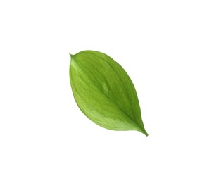 Photo of One fresh green Ruscus leaf isolated on white