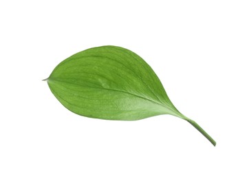 Photo of One fresh green Ruscus leaf isolated on white