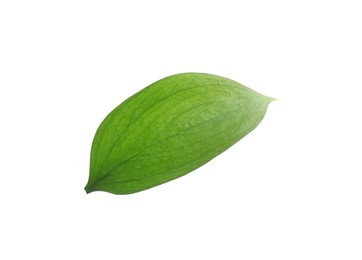 Photo of One fresh green Ruscus leaf isolated on white