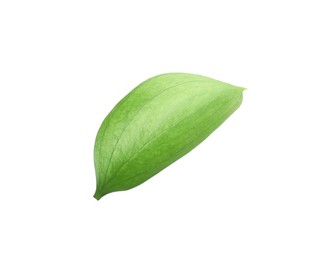 Photo of One fresh green Ruscus leaf isolated on white