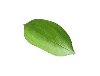 Photo of One fresh green Ruscus leaf isolated on white