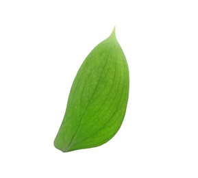 Photo of One fresh green Ruscus leaf isolated on white