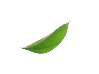 Photo of One fresh green Ruscus leaf isolated on white