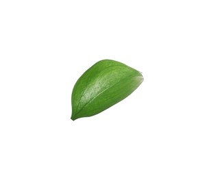 Photo of One fresh green Ruscus leaf isolated on white